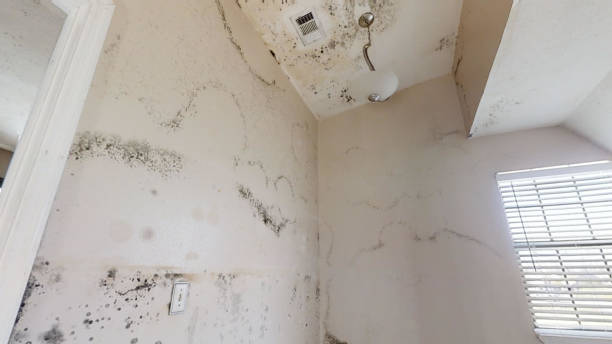 Best Asbestos and Lead Testing During Mold Inspection  in Pelzer, SC