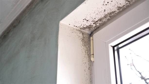 Best Mold Removal for HVAC Installations  in Pelzer, SC