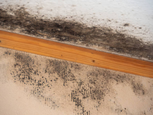 Trusted Pelzer, SC Mold Removal Experts