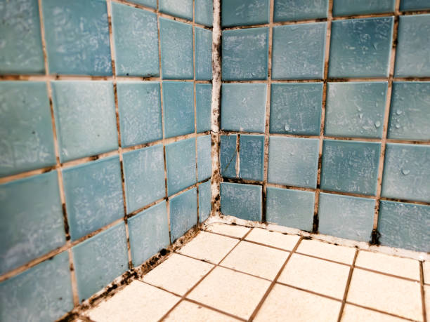 Best Crawl Space Mold Remediation  in Pelzer, SC